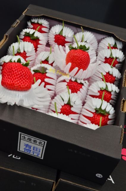 日本熊本縣 糖蜜草莓 蝦皮購物
