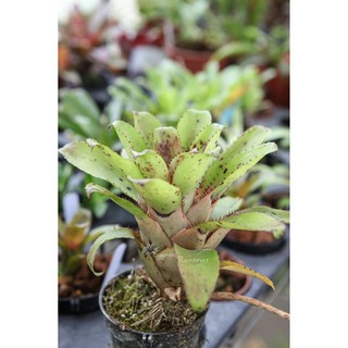 漫活雨林 Neoregelia tarapotoensis 小型原生種/五彩積水鳳梨/積水鳳梨/觀賞/園藝