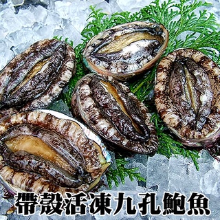 帶殼活凍九孔鮑魚(20顆)《喬大海鮮屋》