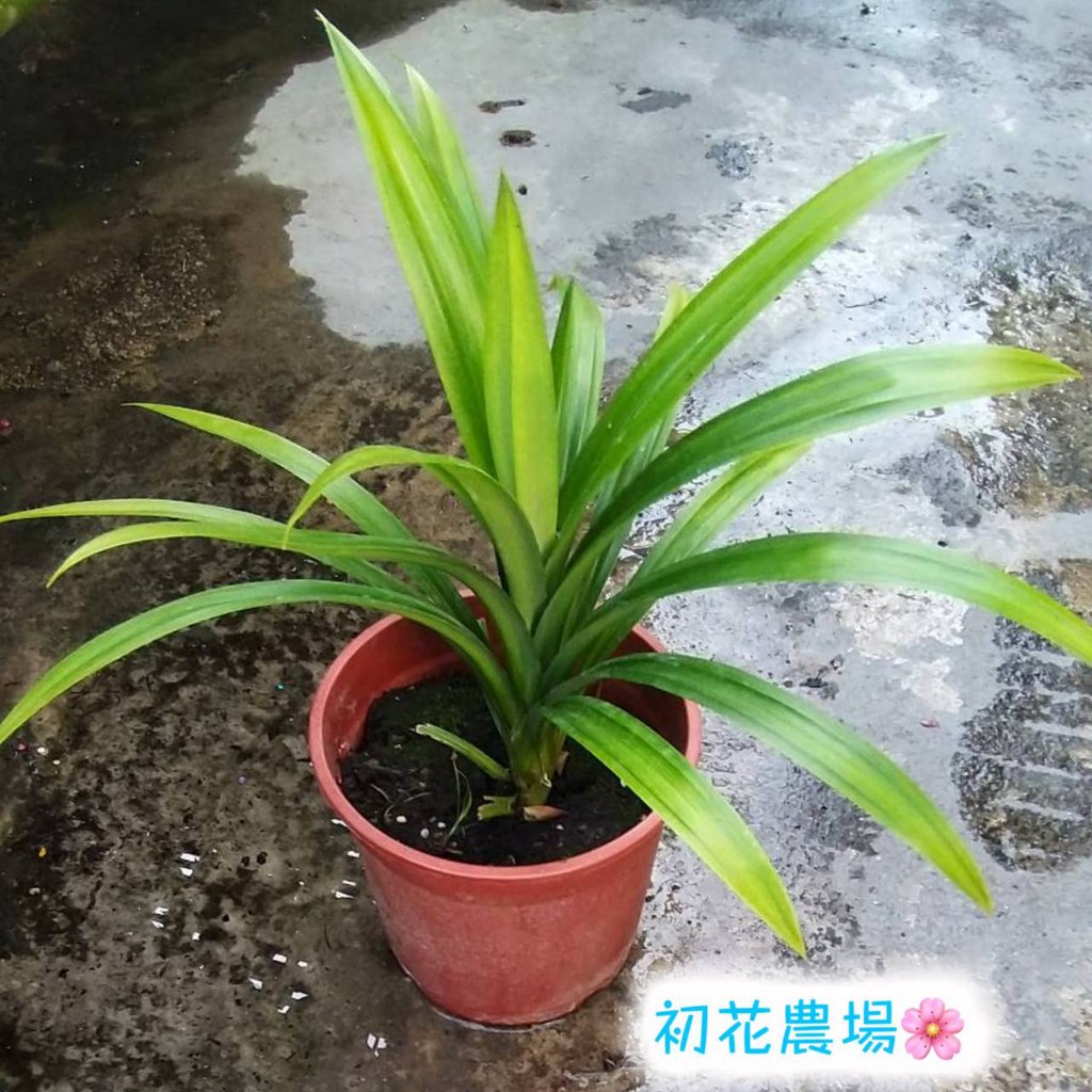 初花農場2店 七葉蘭 香蘭 5吋盆 觀葉植物 定價140特價1 蝦皮購物