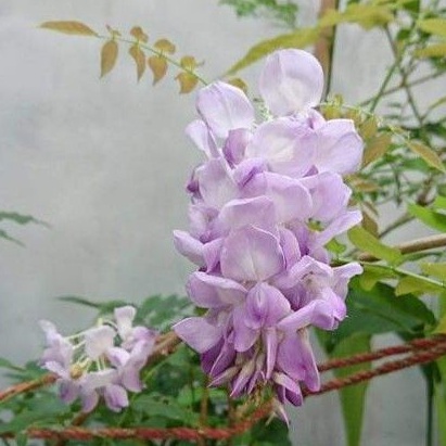 紫藤花盆栽（另有大盆）