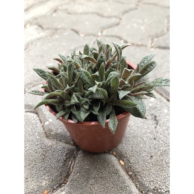 61 Shop 多肉植物 花簪 蝦皮購物