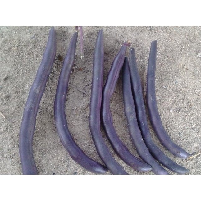 【大包裝蔬菜種子L104】紫莢敏豆（紫色四季豆）~ 蔓性，豆莢紫色，莢型扁平寬大，無筋，莢柔嫩無纖維，口感好，顏色漂亮