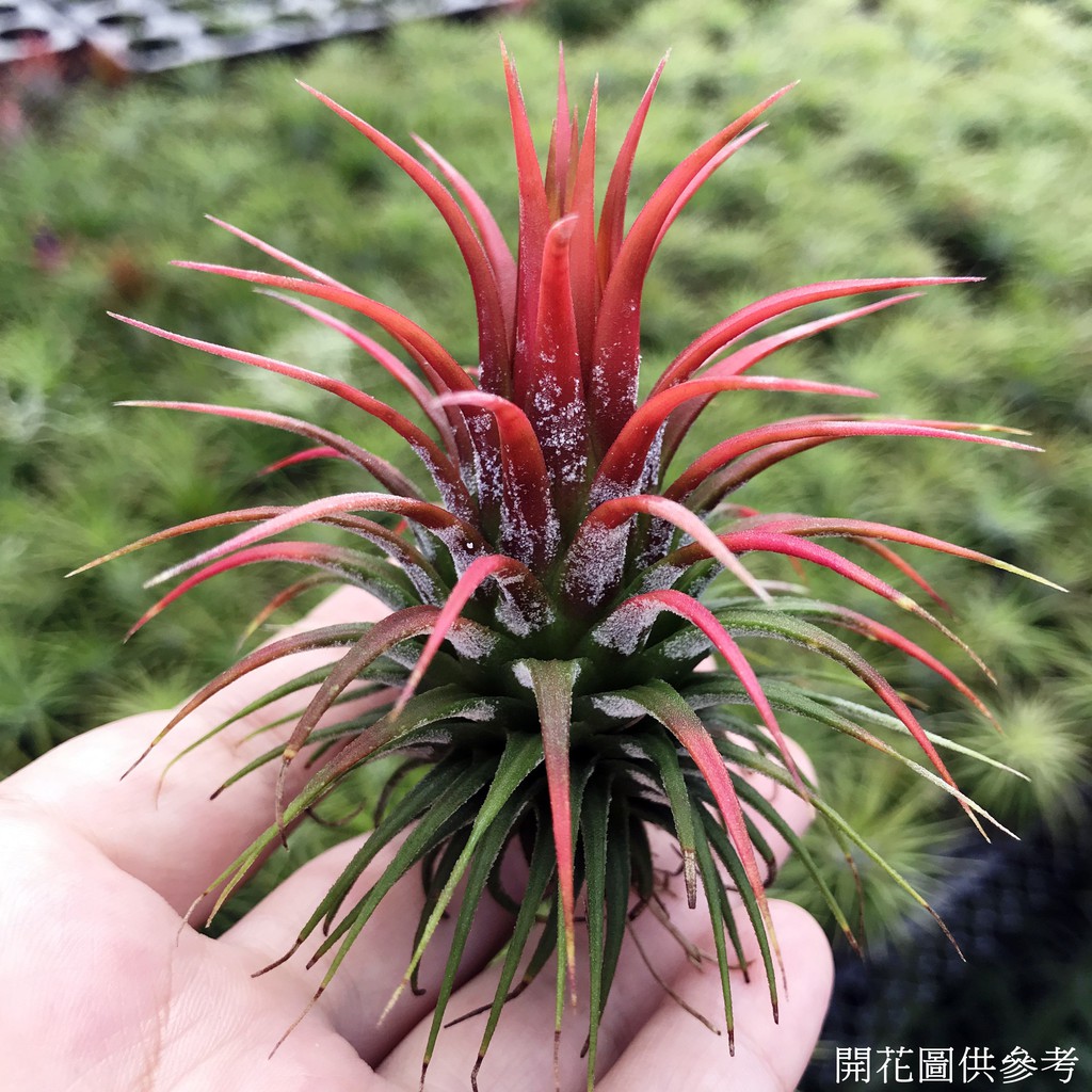 空氣鳳梨 變異小精靈 Tillandsia ionantha var ionantha