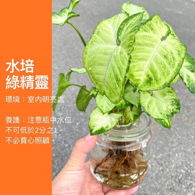 3吋 含水培專用玻璃瓶 綠精靈 合果芋 水耕 水培 ig網紅 觀葉植物 網紅植物 室內植物 空氣淨化 陽台植物 辦公室