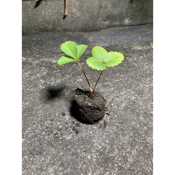 草莓苗 豐香草莓 白草莓 紅顏  草莓 離島及偏遠地區請三思