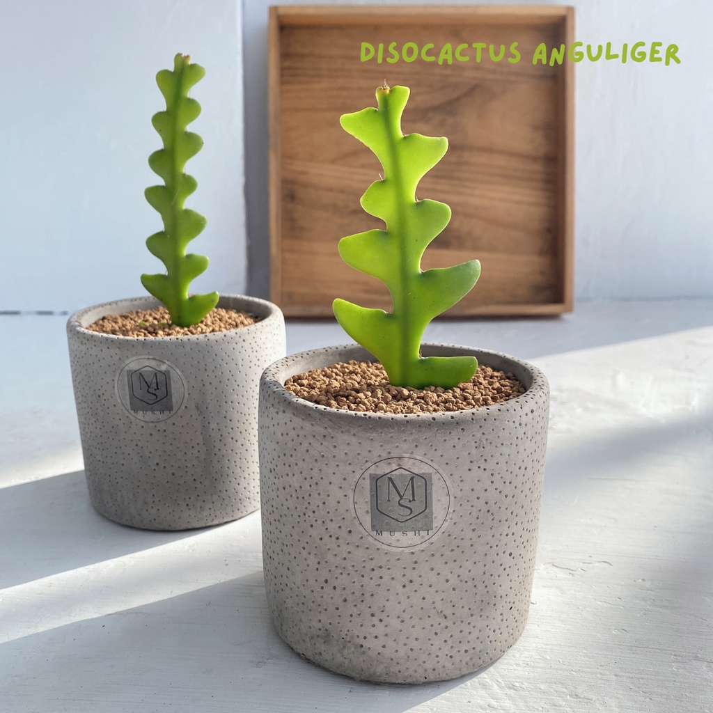 魚骨仙人掌 兜 多肉植物 本區療癒係植物精選 沐時嚴選 蝦皮購物