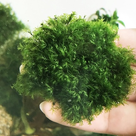 蝦皮代開電子發票 美國鳳尾苔石片 1片 水中葉不需co2 前景羽毛苔新手級陰性水草水族真水草水族造景 蝦皮購物
