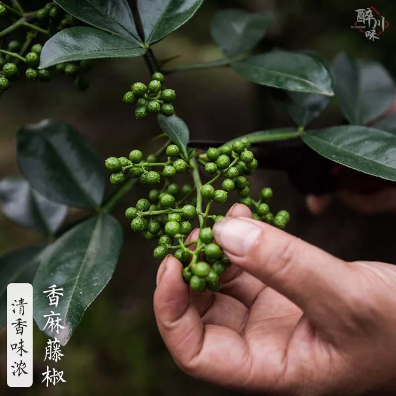 新鮮青藤椒700g 四川特產花椒粒生花椒麻椒 蝦皮購物