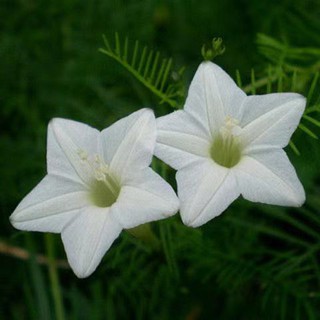 蟲蟲花藝 羽葉茑蘿花種子 蝦皮購物