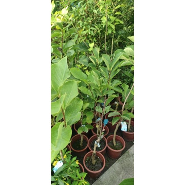 辛夷花盆栽7吋盆白色 黃色 紅色 蝦皮購物