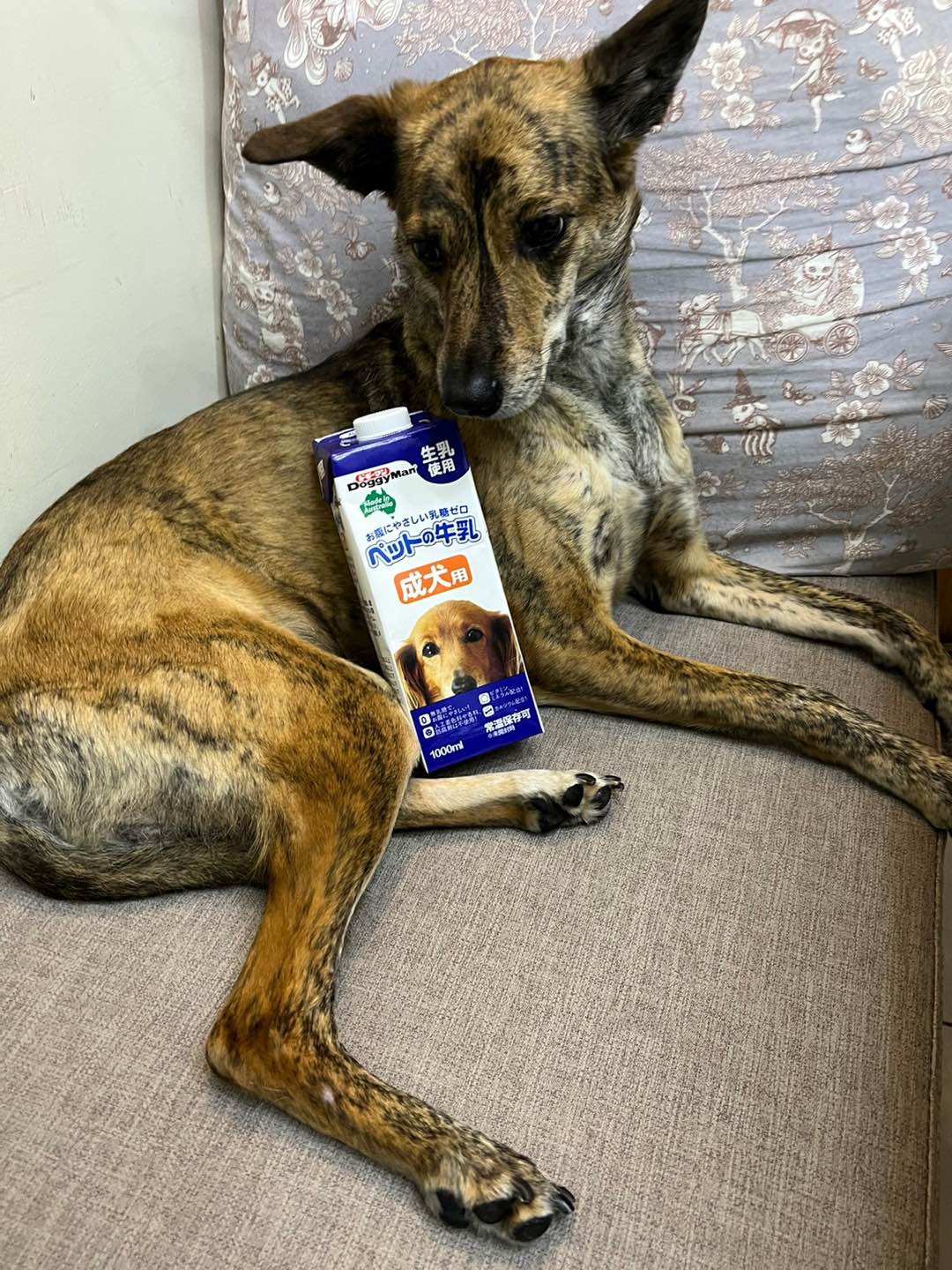 Doggyman 澳洲犬用牛奶寵物牛奶狗牛奶多格漫狗狗牛奶寵物幼犬牛奶狗寵物奶粉狗幼犬老犬牛奶 蝦皮購物