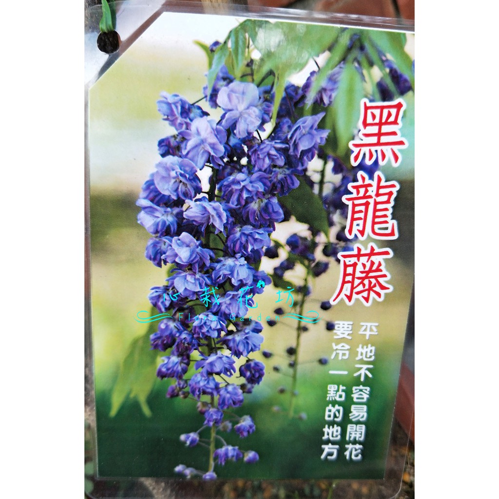 心栽花坊 八重黑龍藤 平地不易開花 6吋 觀花植物 蔓性 藤本 爬藤植物 售價600特價500 蝦皮購物