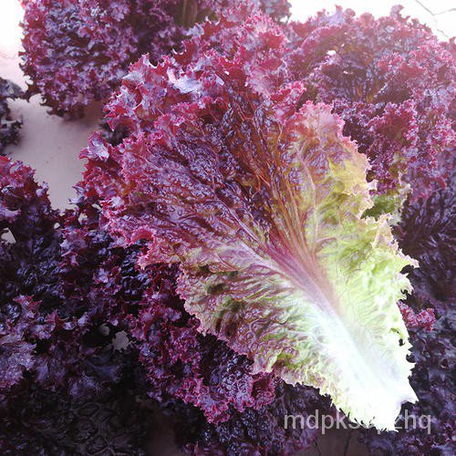 紫紅生菜種子 法國生菜種子 花葉生菜種子 生菜種子 蔬菜種子 陽台盆栽蔬菜種籽