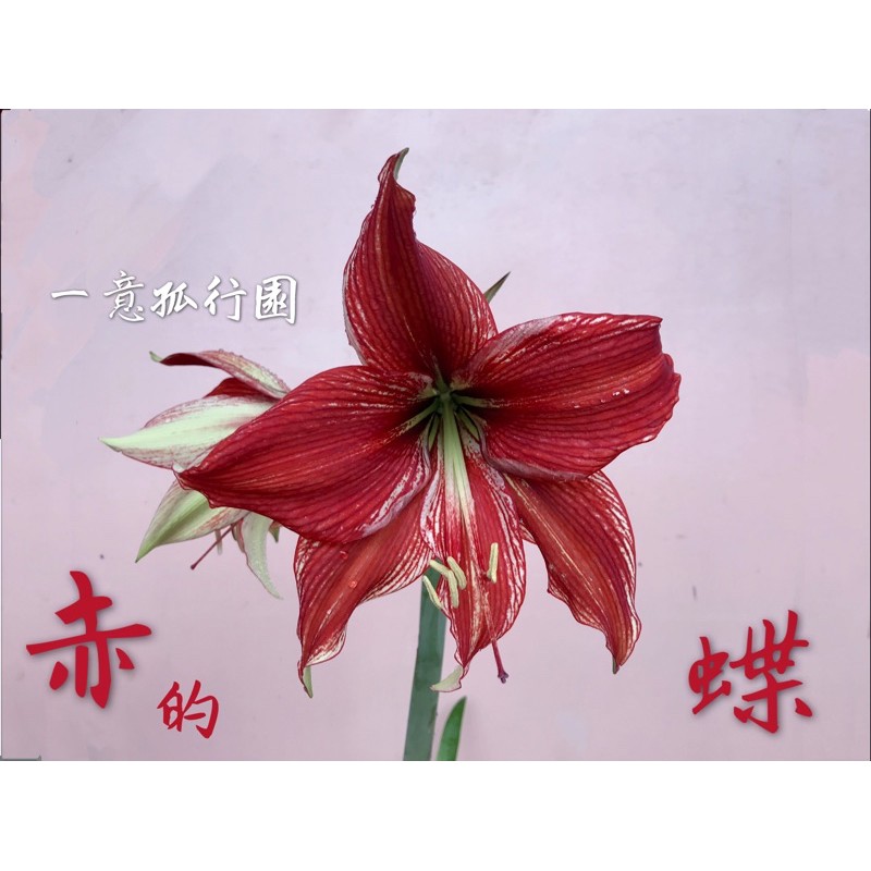 一意孤行園 孤挺花 赤的蝶 蝦皮購物