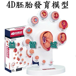 益智城《胚胎模型/人體器官模型/DIY模型/教學模型/模型教具/胎兒模型/教具/4D Master 》4D胚胎發育模型