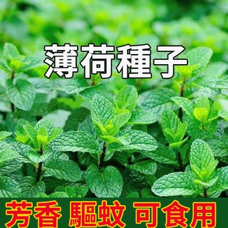 貓薄荷盆栽的價格推薦 21年7月 比價撿便宜
