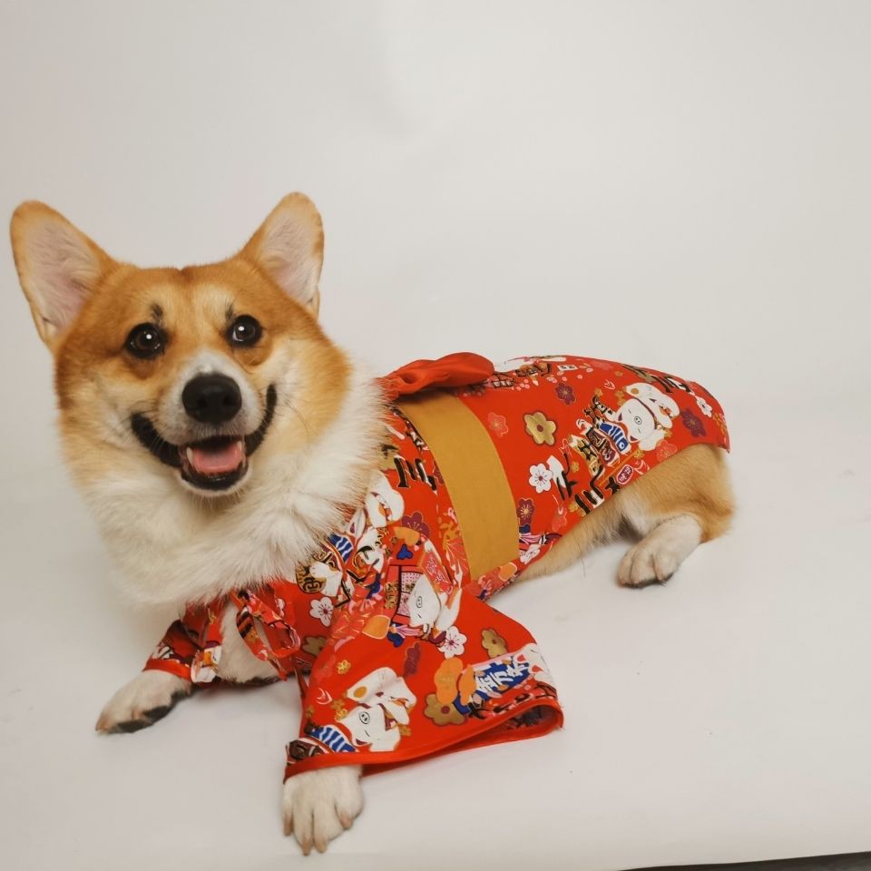 台灣犬 Ptt討論與高評價網拍商品 21年8月 飛比價格