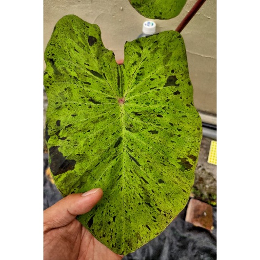 「植家」Colocasia Mojito/莫吉托水芋/斑葉