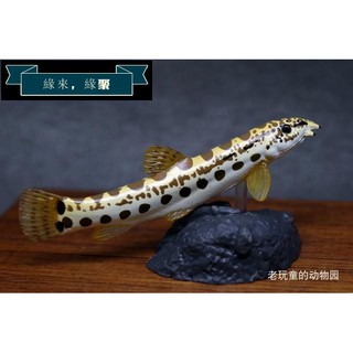 琵琶湖 優惠推薦 21年6月 蝦皮購物台灣