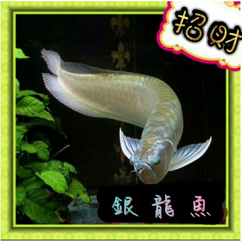銀龍魚淡水魚飼料已檢疫殺菌銀帶魚風水魚招財魚大中型熱帶觀賞魚銀帶 蝦皮購物