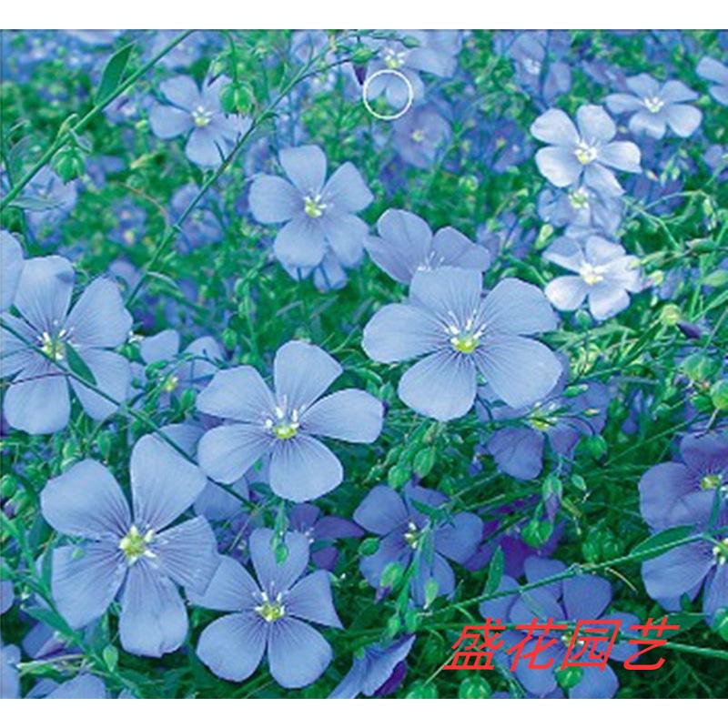 新品 花种籽子蓝花亚麻种子耐寒花卉种子宿根花种子庭院盆栽花种花籽 蝦皮購物