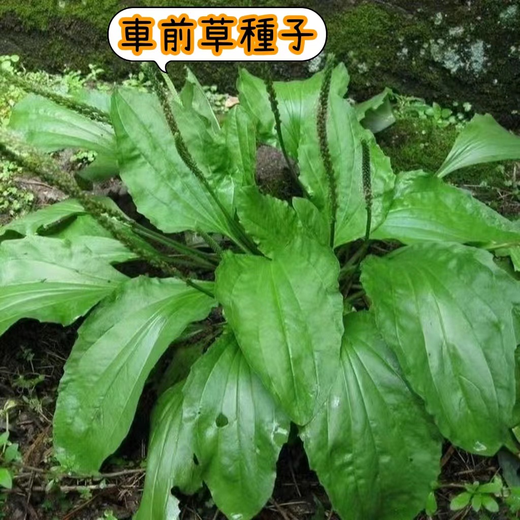 車前草種植的價格推薦 22年11月 比價比個夠biggo