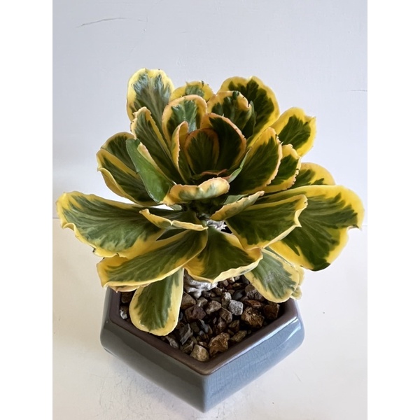 單刺麒麟錦Euphorbia poissonii variagate