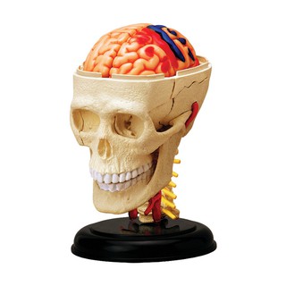 賽先生科學工廠｜4D腦神經頭骨解剖模型