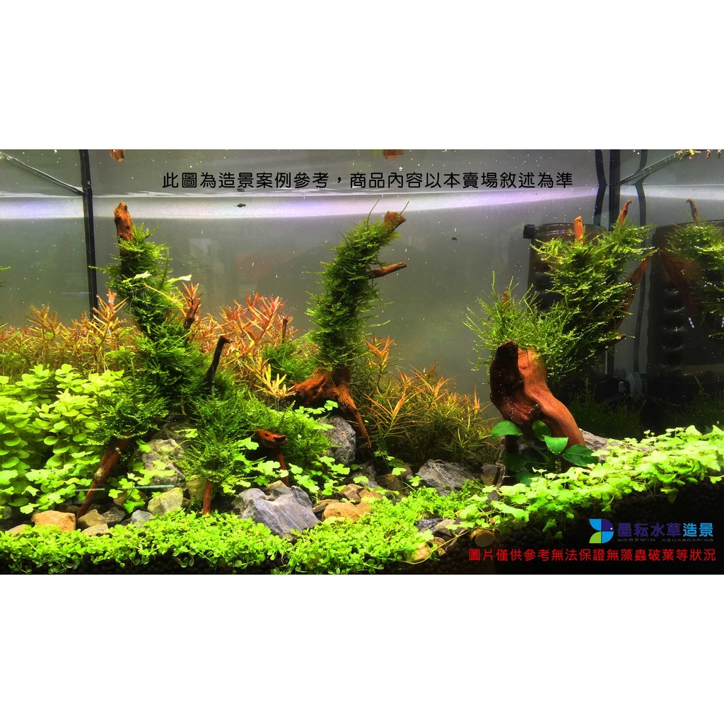 墨耘水草 南美正三角莫絲 小三角莫絲莫斯 石片 鐵片 散裝 水族 蝦皮購物