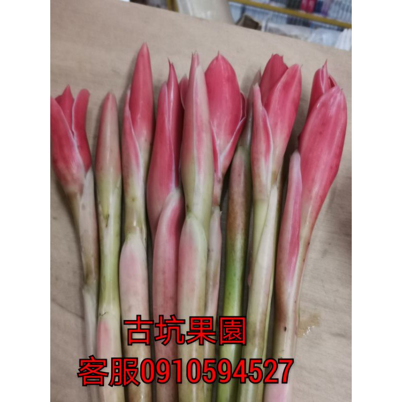 新鮮花苞～火炬薑花苞～料理用～一朵一單位 //仙毬園