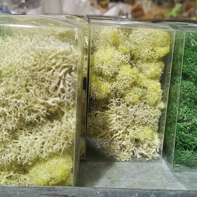 不凋花永生花moss 花材乾燥花苔草 蝦皮購物