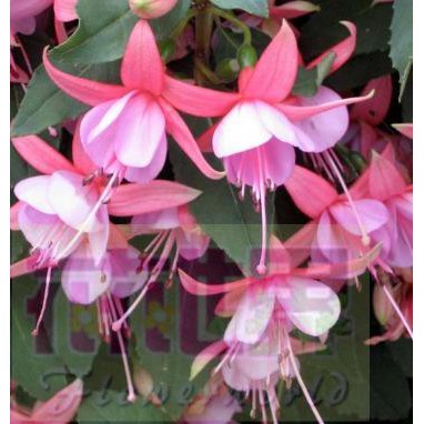 吊鐘花 Ptt Dcard討論與高評價網拍商品 21年10月 飛比價格