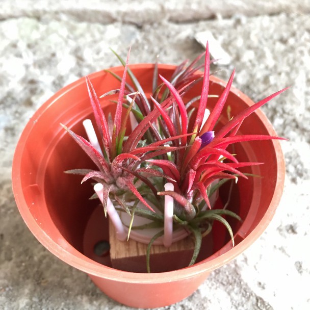 花囍園_空氣鳳梨--小精靈福果--療癒系植栽~最鮮紅的品種/3吋高約8-12cm/特價150