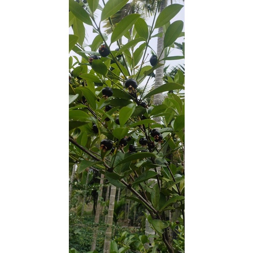 《涵舍苗圃》～巴西甜櫻桃苗，高度約20～30公分，5寸盆，一盆70元，3盆201元，滿百才出貨，超取上限4盆