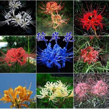 彼岸花球根 彼岸花球根庭院盆栽曼珠沙華石蒜種球花卉陽台室內盆栽綠植曼陀羅發芽率高達99 蝦皮購物