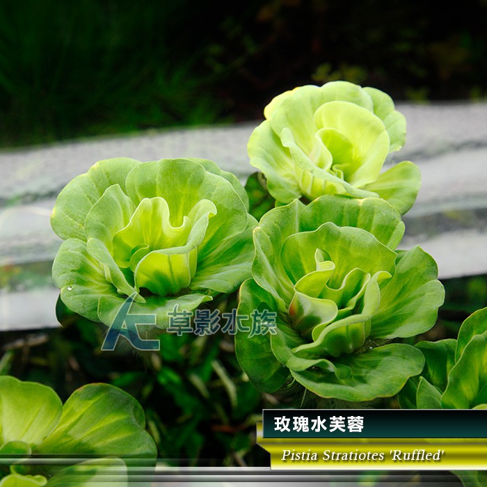 Ac草影 玫瑰水芙蓉 一株 漂浮水草吸收水中養分避免藻類除藻水草 蝦皮購物