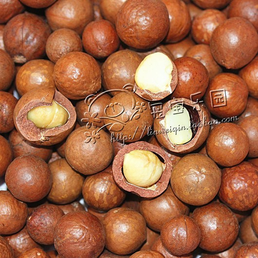 <五寶松鼠堅果雜貨舖>帶殼生夏威夷果*松鼠飛鼠大赤鼯鼠鸚鵡磨牙零食*(有開溝)