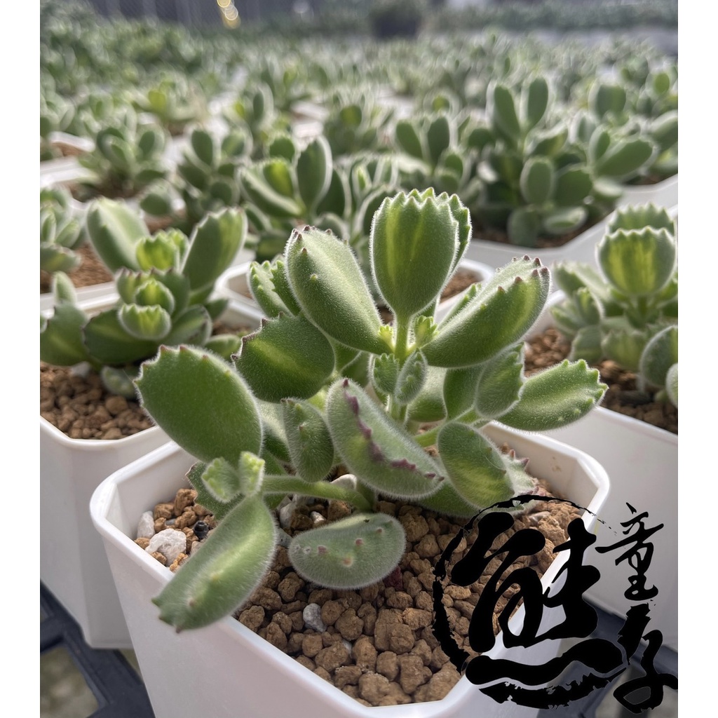 多肉植物黃熊童子的價格推薦 22年9月 比價比個夠biggo