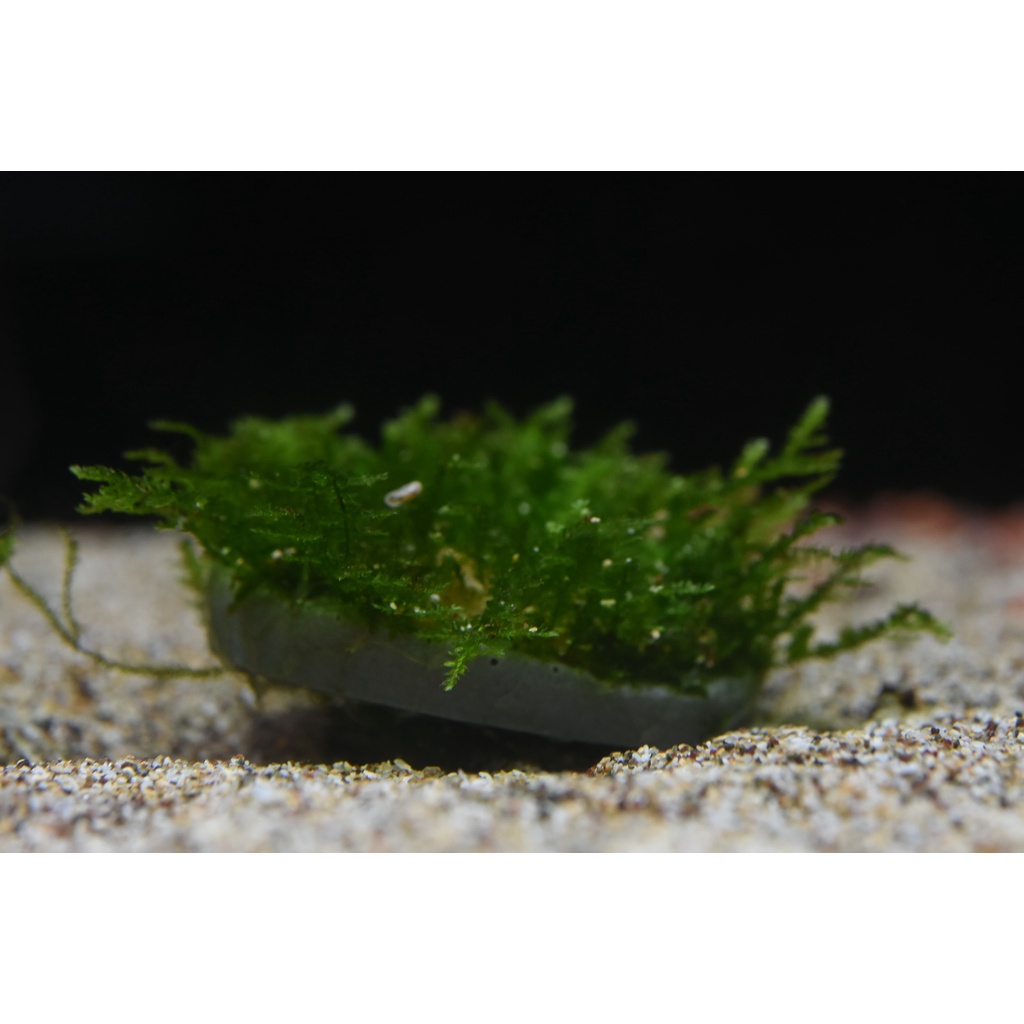 陰性水草石的價格推薦 22年10月 比價比個夠biggo