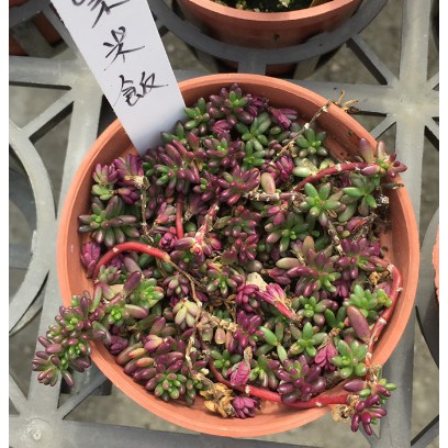 一禪種苗園-葉子小巧精緻天氣冷顏色會變成深紫&lt;紫米飯/紫珍珠&gt;多肉植物-3吋盆/如珍珠一樣點綴在花盆中/新興的花卉品種