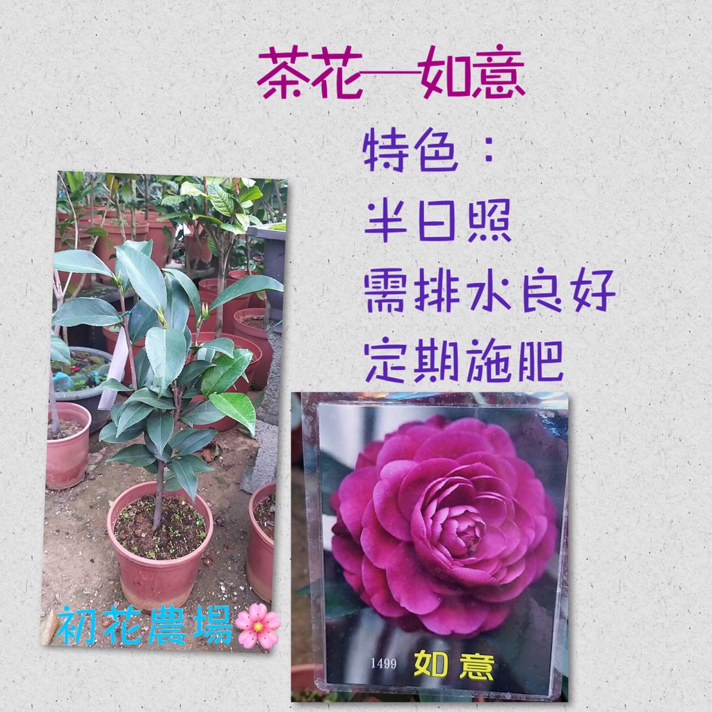 初花農場 茶花 如意 5吋盆 植株過高 超商取貨須修剪不介意在下單 定價360特價330 蝦皮購物