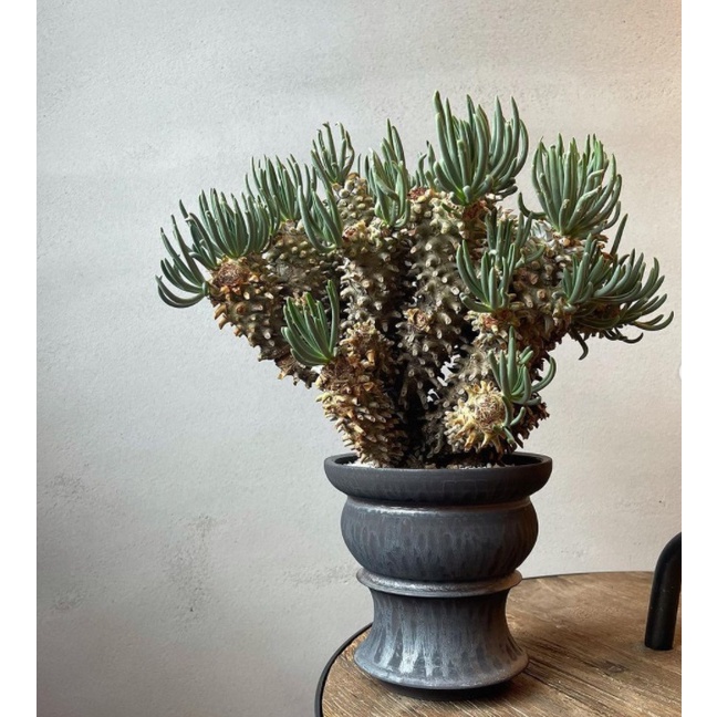 Bj 鍾馗 塊根種子秋冬型霸氣外觀多肉植物 Tylecodon Wallichii 蝦皮購物