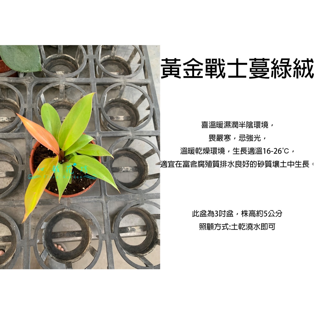 心栽花坊-黃金戰士蔓綠絨/蔓綠絨/3吋/觀葉植物/室內植物/綠化植物/售價360特價300