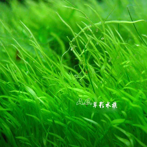 Ac草影 挖耳草 7x3 5cm 一份 前景水草前景草陽性草楊性水草 蝦皮購物
