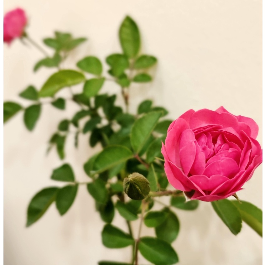 《十姊妹》🈶貨 ⭐️蔓性、攀藤⭐️🌹 蔓性玫瑰 🌹 玫瑰花盆栽苗 🌹 玫瑰苗 🌹 玫瑰花苗 🌹 玫瑰盆花 🌹玫瑰花🌹