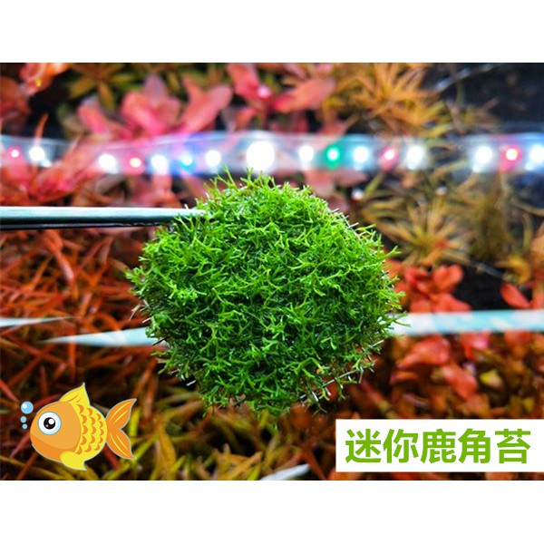 鹿角苔迷你鹿角苔 水中葉 4 5cm 石片另又販售石片冒泡旺盛耐熱前景 桃園水族 蝦皮購物