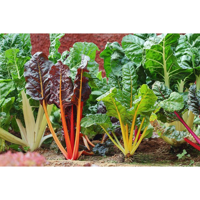 【1磅裝蔬菜種子P280】彩色瑞士甜菜~莖梗有紅、粉紅、黃、白色，顏色鮮艷漂亮
