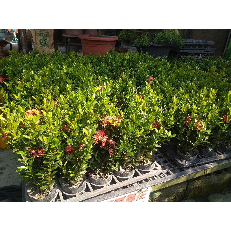 🎄綠世界🎄灌木植物🎄矮仙丹(紅)🎄黑軟盆🎄一組10盆🎄