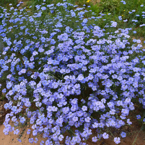 藍花亞麻種子寒冷秋季植物多肉花園戶外景觀花籽 蝦皮購物
